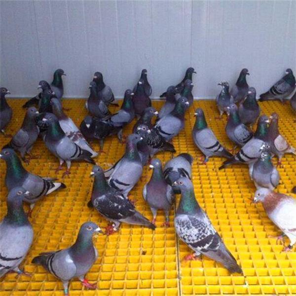 鸽舍玻璃钢格栅